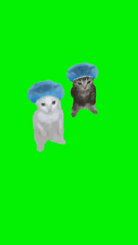 Cat Dance GIF