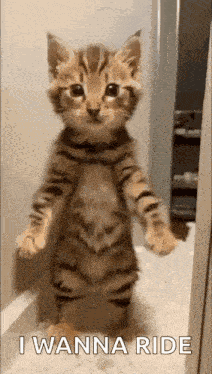 Cat Dance GIF