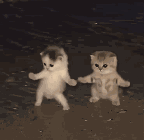 Cat Dance Kitten GIF