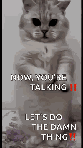 Cat Dance GIF