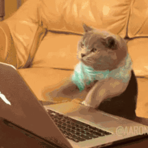 Cat Dance GIF