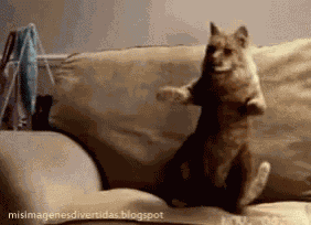 Cat Dance GIF