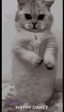 Cat Dance GIF