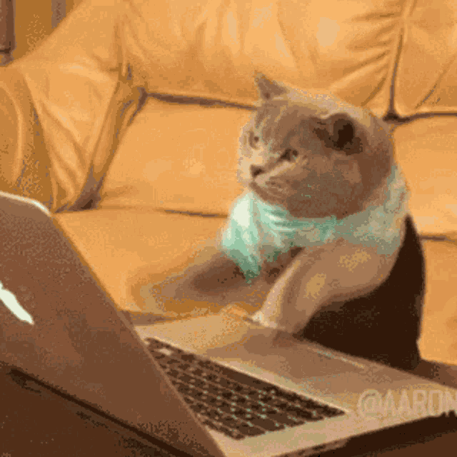 Cat Dance GIF