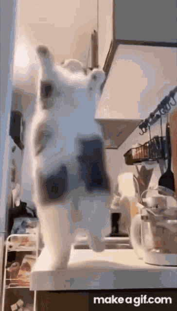 Cat Dancing Cat GIF