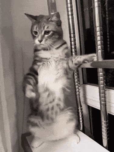 Cat Dancing Cat Shaking GIF