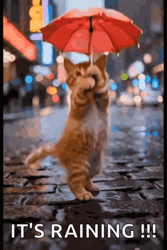 Cat Dancing GIF