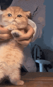 Cat Dancing GIF