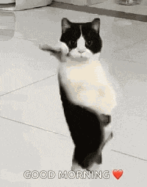 Cat Dancing Gif Dancing Cat GIF
