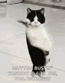 Cat Dancing Gif Dancing Cat GIF