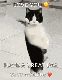 Cat Dancing Gif Dancing Cat GIF
