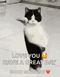 Cat Dancing Gif Dancing Cat GIF