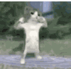 Cat Dancing Sticker