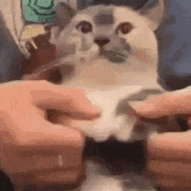 Cat Dancing GIF