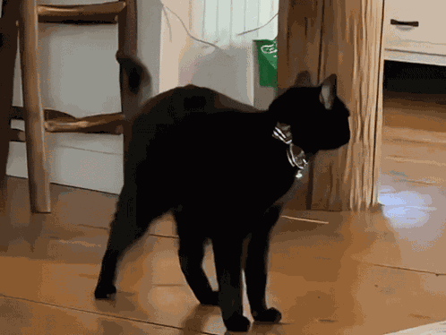 Cat Derp GIF