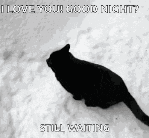 Cat Disapear Cat Snow GIF