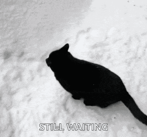 Cat Disapear Cat Snow GIF