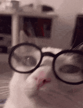 Cat Discord GIF