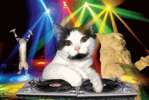 Cat Dj And Disco Dancing Cats 2011 2012 GIF