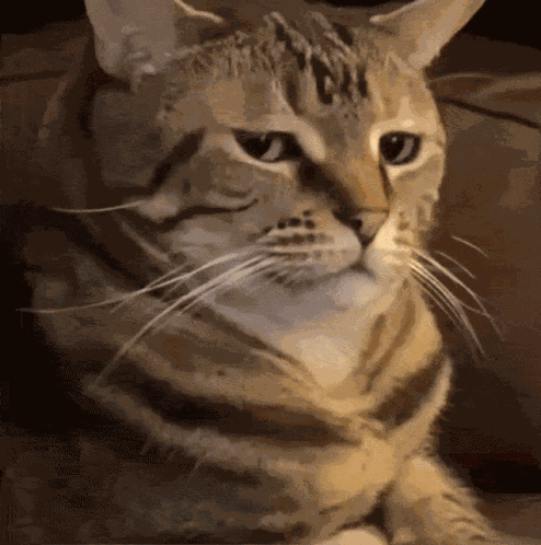Cat GIF