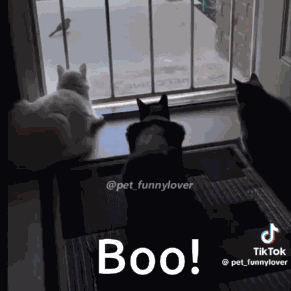 Cat Dog GIF