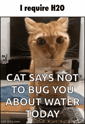 Cat Drink GIF