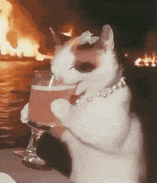 Cat Drinking Cat Drinking Laughing GIF GIF