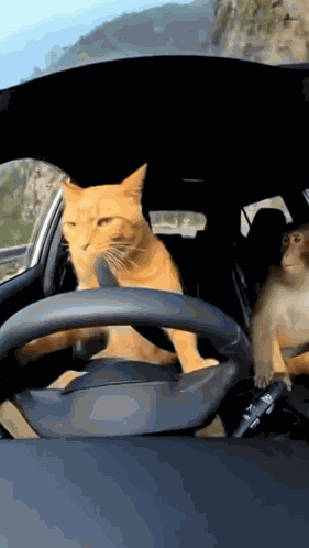 Cat Drive Car Cat Monkey Drift GIF