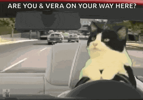 Cat Drive GIF