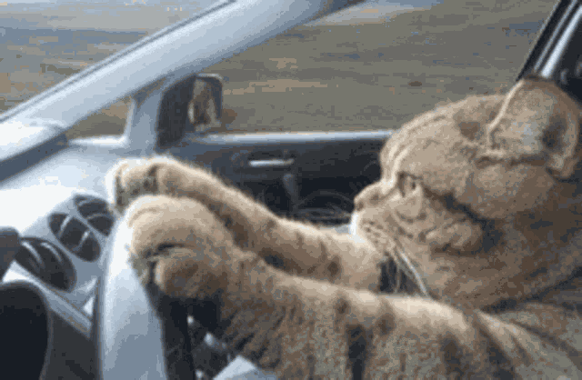 Cat Drive GIF