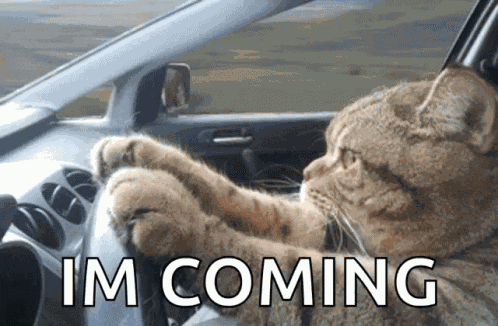 Cat Driving Serious GIF