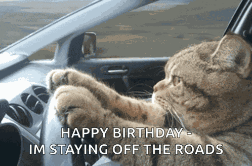Cat Driving Serious GIF