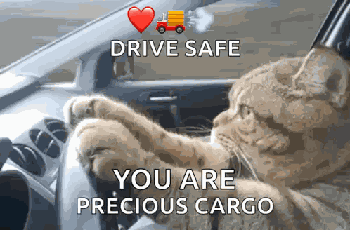 Cat Driving Serious GIF