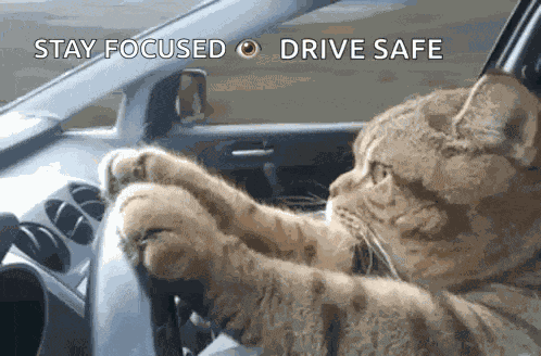 Cat Driving Serious GIF