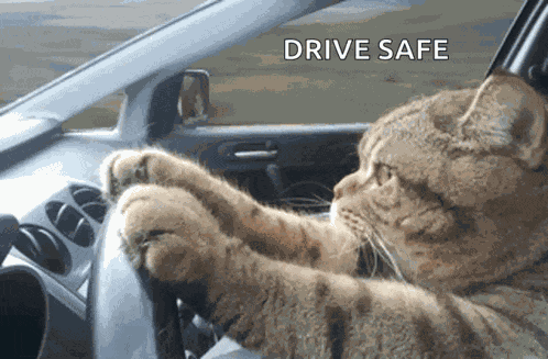 Cat Driving Serious GIF