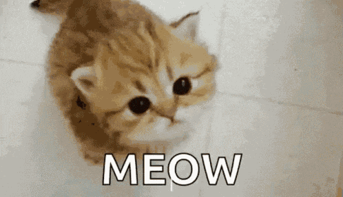 Cat GIF