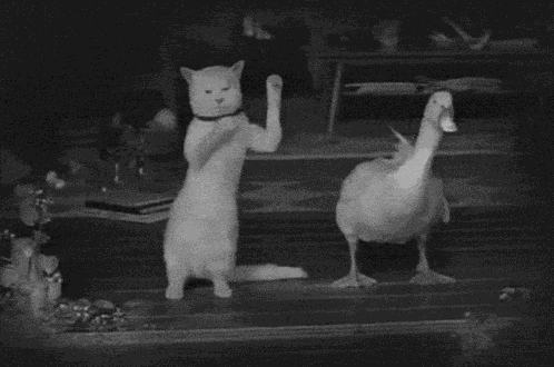 Cat Duck GIF