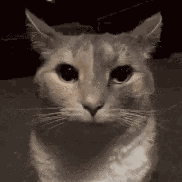 Cat GIF