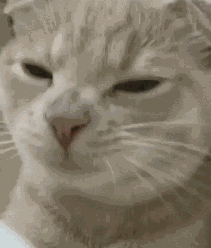 Cat Eating GIF