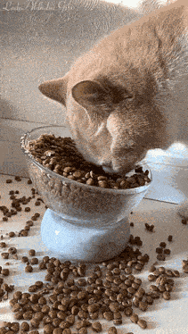 Cat Eating GIF