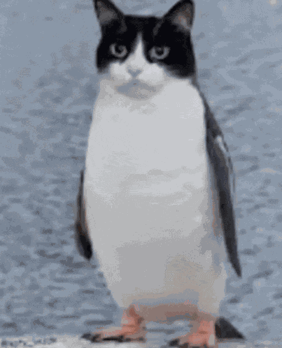 Cat Emoji Yuuwra Meme