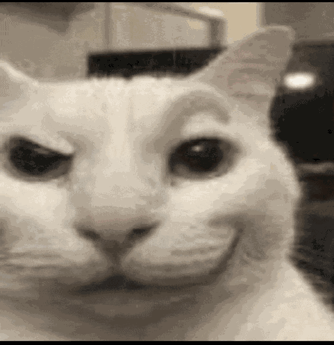 Cat Eyebrow Smile Cat Meme Meme