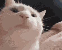 Cat GIF