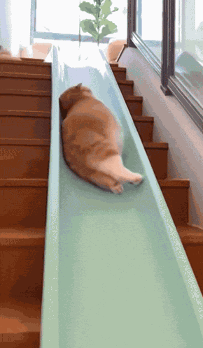 Cat Fast Cat GIF