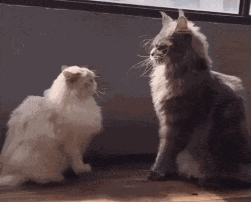 Cat Fight Cats GIF