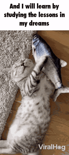 Cat Fish GIF