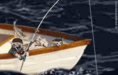 Cat Fishing GIF
