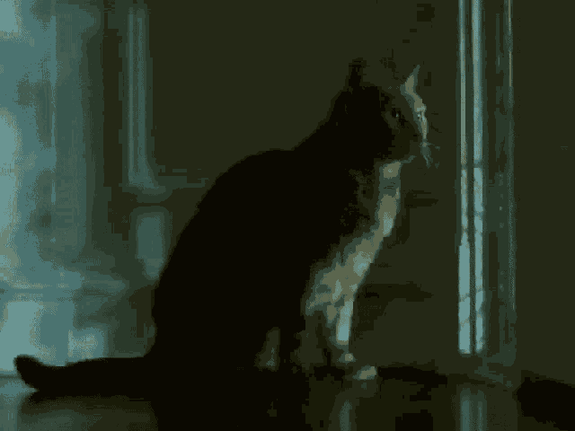 Cat Flash GIF