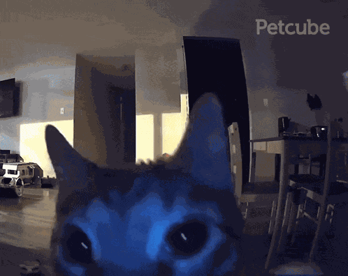 Cat Flash GIF