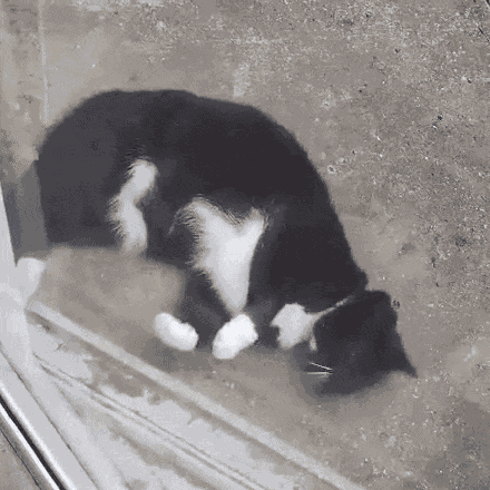 Cat Flop GIF